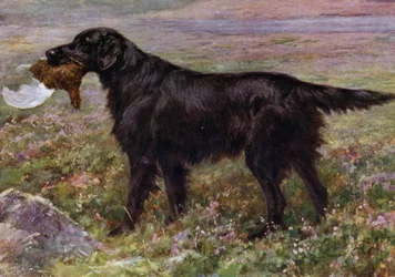 Le Retriever à poil plat Champion High Legh Blarney